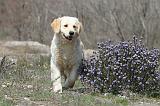 GOLDEN RETRIEVER 440